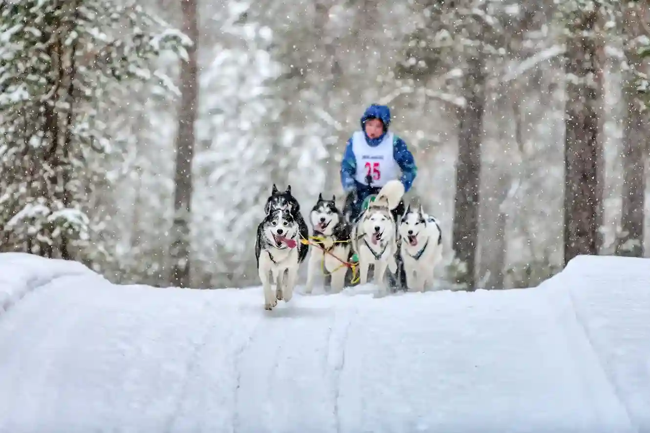Husky Safari